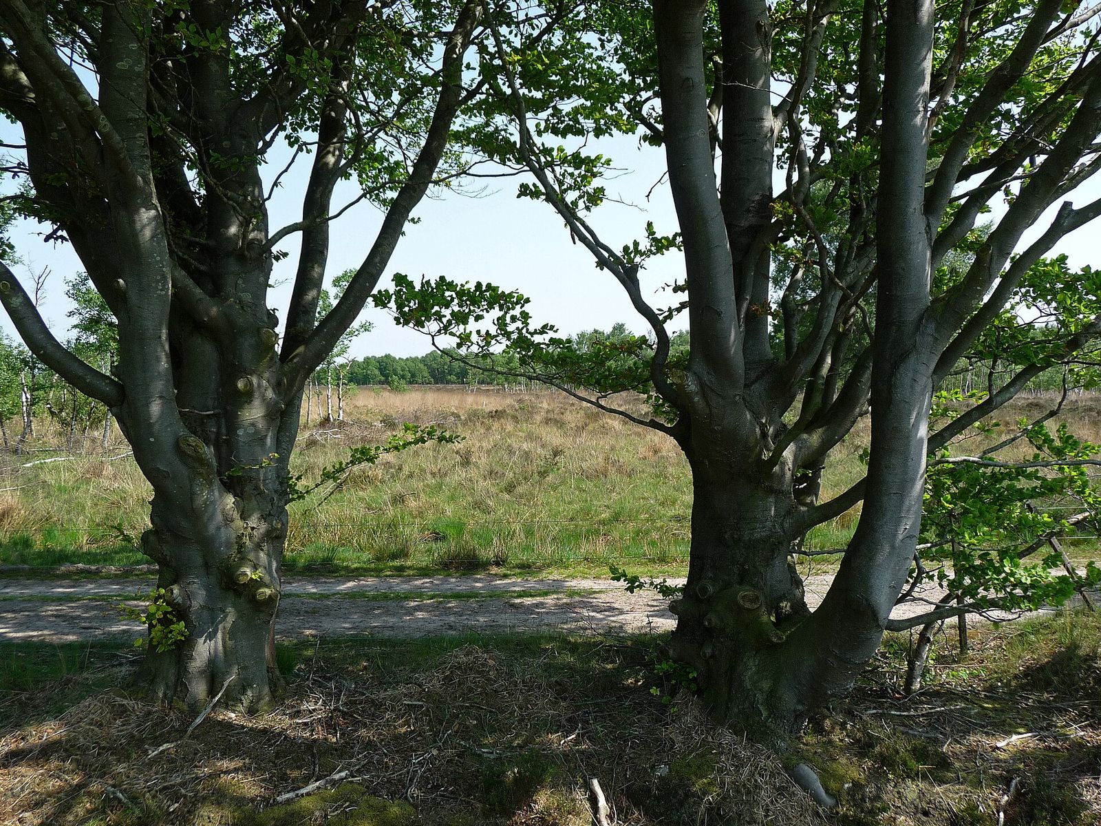Landscape in Drenthe