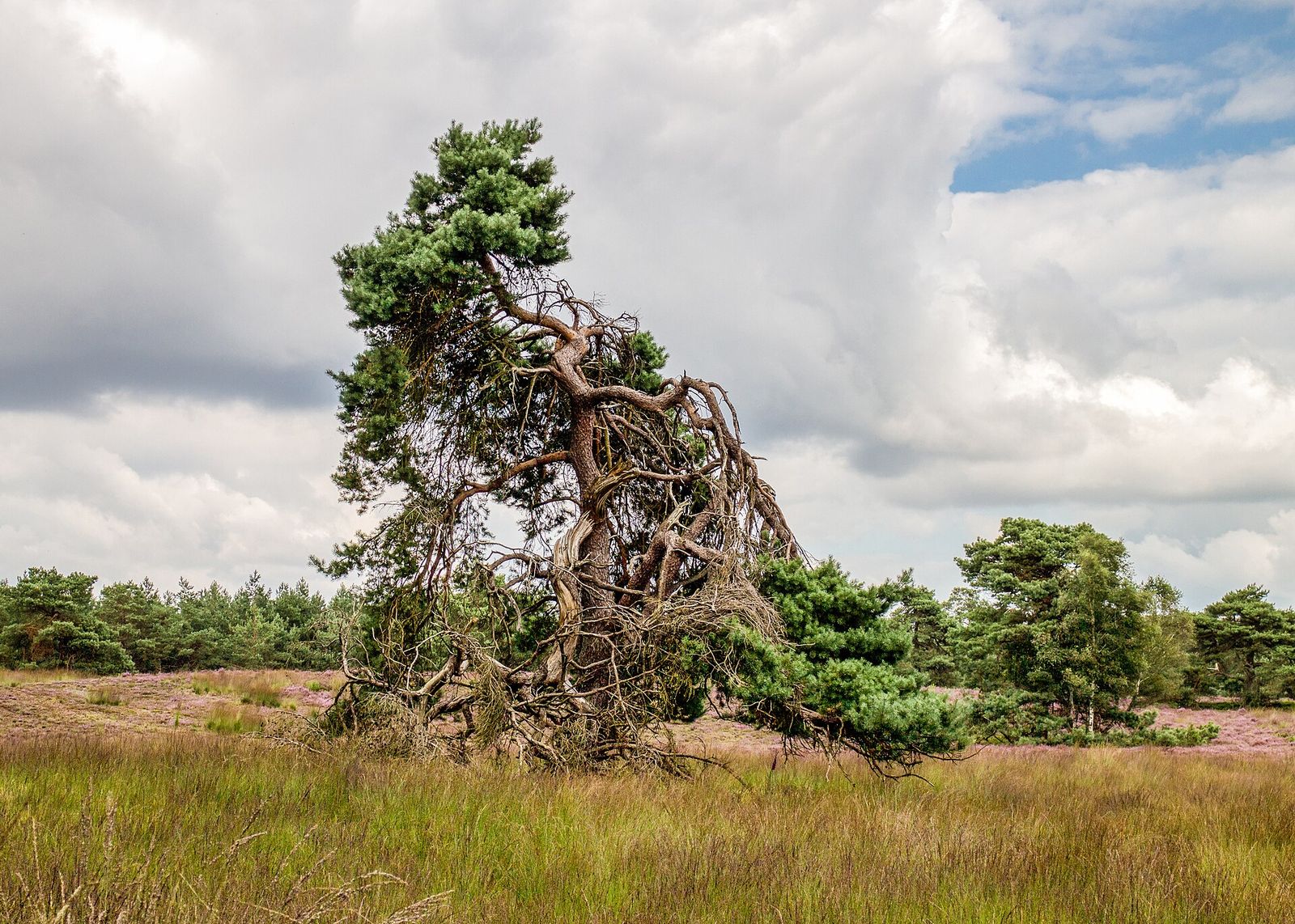 Landscape in Gelderland