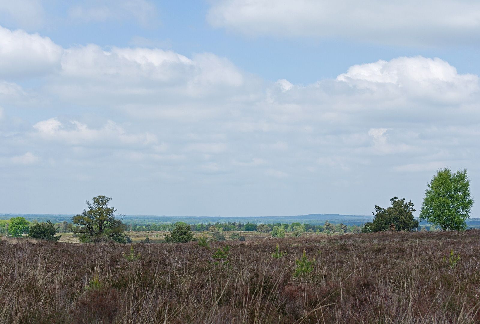 Landscape in Overijssel