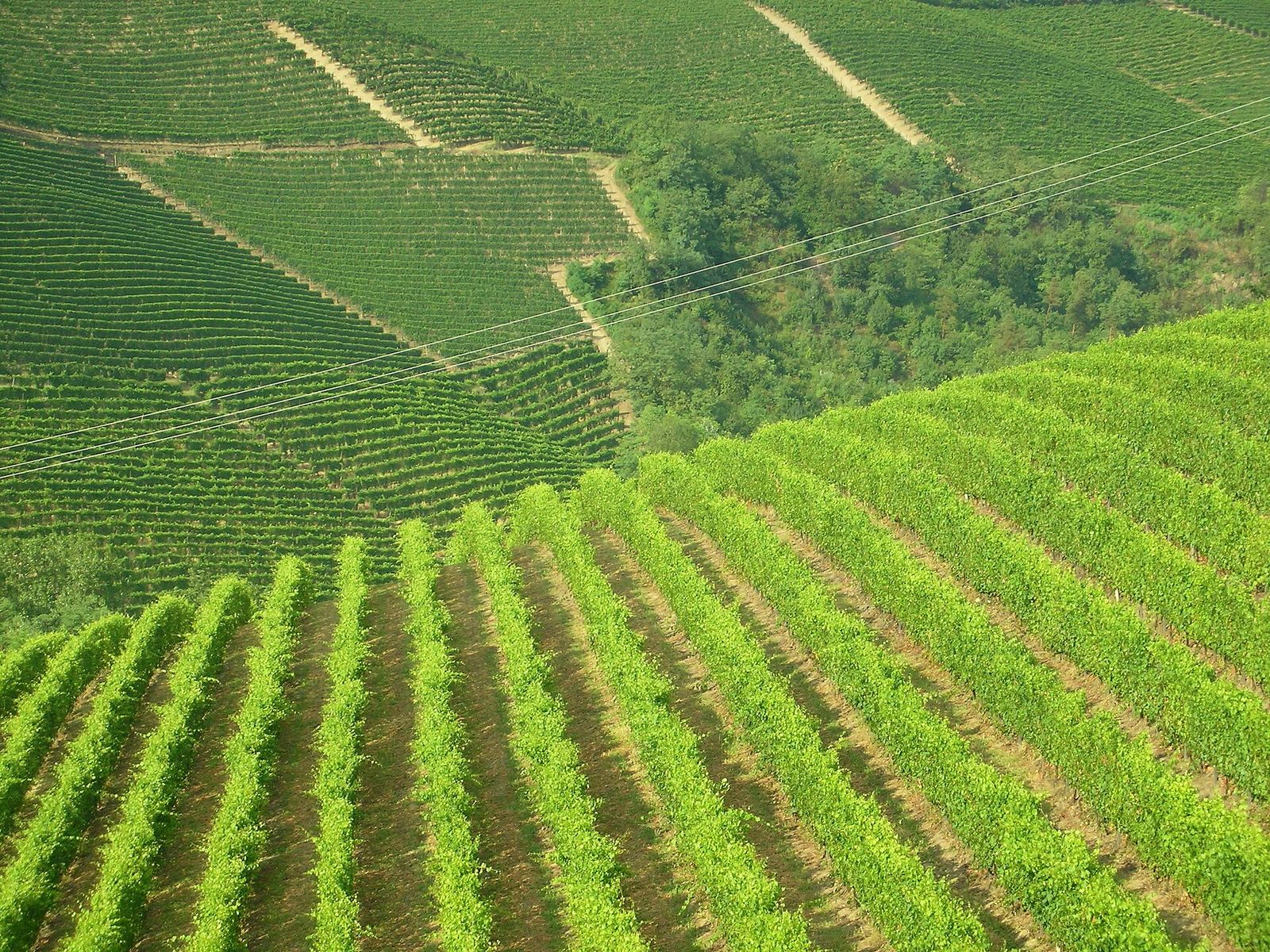 Landscape in Piedmont