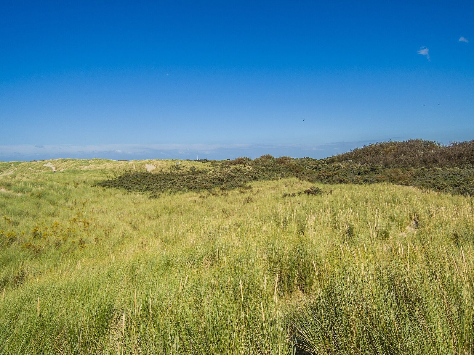 Landscape in Zeeland